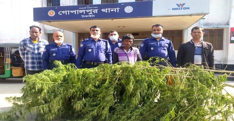 টাঙ্গাইলে গাঁজা গাছসহ মাদক ব্যবসায়ি গ্রে